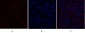 SGK1 Polyclonal Antibody