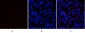 SGK1 Polyclonal Antibody