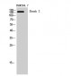 Shank 2 Polyclonal Antibody