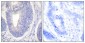 Shc Polyclonal Antibody