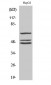 Shc Polyclonal Antibody