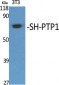 SH-PTP1 Polyclonal Antibody