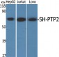 SH-PTP2 Polyclonal Antibody