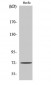 SH-PTP2 Polyclonal Antibody