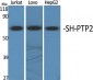 SH-PTP2 Polyclonal Antibody