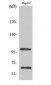 SIRP-α1 Polyclonal Antibody