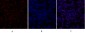 SIRT1 Polyclonal Antibody