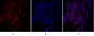 SIRT1 Polyclonal Antibody