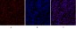 SIRT1 Polyclonal Antibody