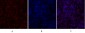 SIRT1 Polyclonal Antibody