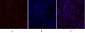 SIRT1 Polyclonal Antibody