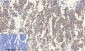 SIRT1 Polyclonal Antibody