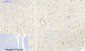 SIRT1 Polyclonal Antibody
