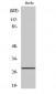 Six3/6 Polyclonal Antibody