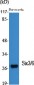 Six3/6 Polyclonal Antibody