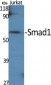 Smad1 Polyclonal Antibody