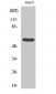 Smad2 Polyclonal Antibody