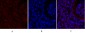 Smad2 Polyclonal Antibody