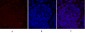 Smad2 Polyclonal Antibody