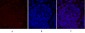 Smad2 Polyclonal Antibody