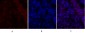 Smad2 Polyclonal Antibody