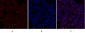 Smad2 Polyclonal Antibody