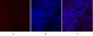 Smad2 Polyclonal Antibody