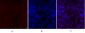 Smad2 Polyclonal Antibody