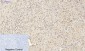 Smad2 Polyclonal Antibody