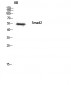 Smad2 Polyclonal Antibody