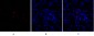 Smad3 Polyclonal Antibody