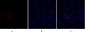 Smad3 Polyclonal Antibody