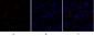 Smad3 Polyclonal Antibody