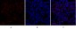 Smad3 Polyclonal Antibody