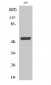 Smad3 Polyclonal Antibody