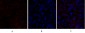 Smad4 Polyclonal Antibody