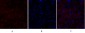 Smad4 Polyclonal Antibody