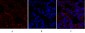 Smad4 Polyclonal Antibody