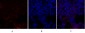 Smad4 Polyclonal Antibody