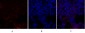 Smad4 Polyclonal Antibody