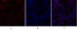 Smad4 Polyclonal Antibody