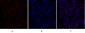 Smad4 Polyclonal Antibody