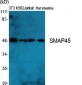 SMAP45 Polyclonal Antibody