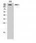 SMC1 Polyclonal Antibody