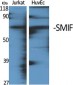 SMIF Polyclonal Antibody