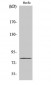 SMIT Polyclonal Antibody