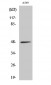 sMtCK Polyclonal Antibody