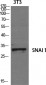 SNAI 1 Polyclonal Antibody