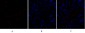 SNAI 1 Polyclonal Antibody