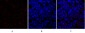 SNAI 1 Polyclonal Antibody